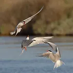 Hotel Le Goeland Barbâtre