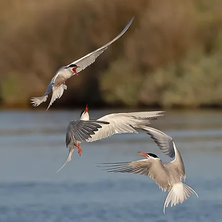 호텔 Le Goeland Barbâtre