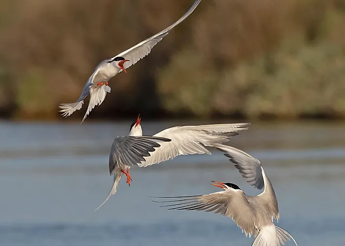 Hotel Le Goeland Barbâtre